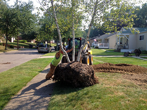 lamanna's tree service tree relocation and planting